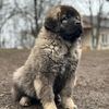 CaucasianDogs