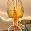 meni_parrots_il