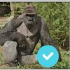 harambethouart