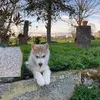 olive_and_snow