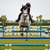 thecurlyequestrian