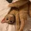 allmeowty.thor