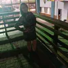 toninhacanteli