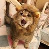 omer.simba