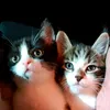 theterribletwosome