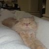 teemocat3344