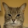 lokicat193