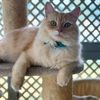 crazycatlady87_