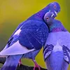 asor_eftg_syr