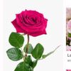 abir.abir1005