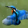 bluebird689