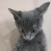 wsoeoee