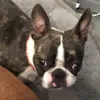 lola_the_boston1