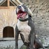 lindaragepitbull