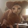 nattiesintexas