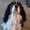 elfyauquiert
