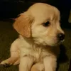 dagsdoyoulikedags