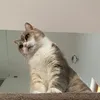 cinziope