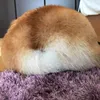 ugapwgd