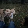 scottish.ollie.bobbie