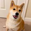 Yumi the Shiba Inu