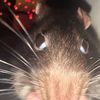 .ratatouille31