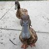 theduckofjudgment