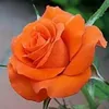 user7340791631128