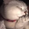haybuon1m