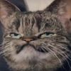 thenodev