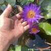 thanhnguyenhong16