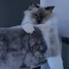 amandamandyz