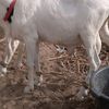 bfa.saliou