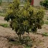 mohakabadi