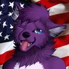 american_dingo