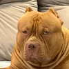 benjaminbullkennel