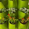 ghettogardener1