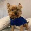 theyorkiegeorge