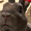 earlgreypintobean