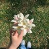 fatixma_03