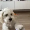 peiceateodora