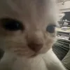 cutithebidiena_dunglaidi