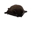 p_cit