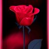 amu99089tiktokcom