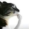 tikusuuu
