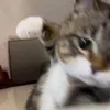 cudamxemsex