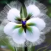 hardan_abdulla