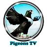 pigeonstv