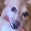 itsurboigohstface