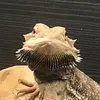 apollo.thebeardie